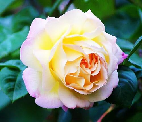 和平月季的价格,和平月季优缺点