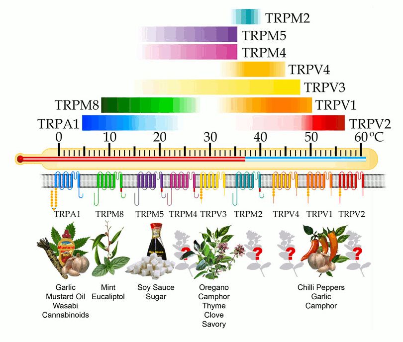 同样的辣椒为什么有时辣有时不辣,同一种辣椒为什么有的辣有的不辣