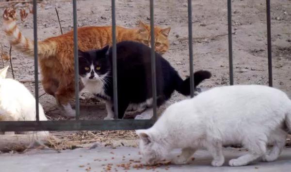 流浪猫百分之90都熬不过冬季,喂养流浪猫时流浪猫害怕怎么办