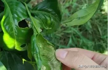 虫螨腈能杀多种害虫,抗性螨类害虫特效药