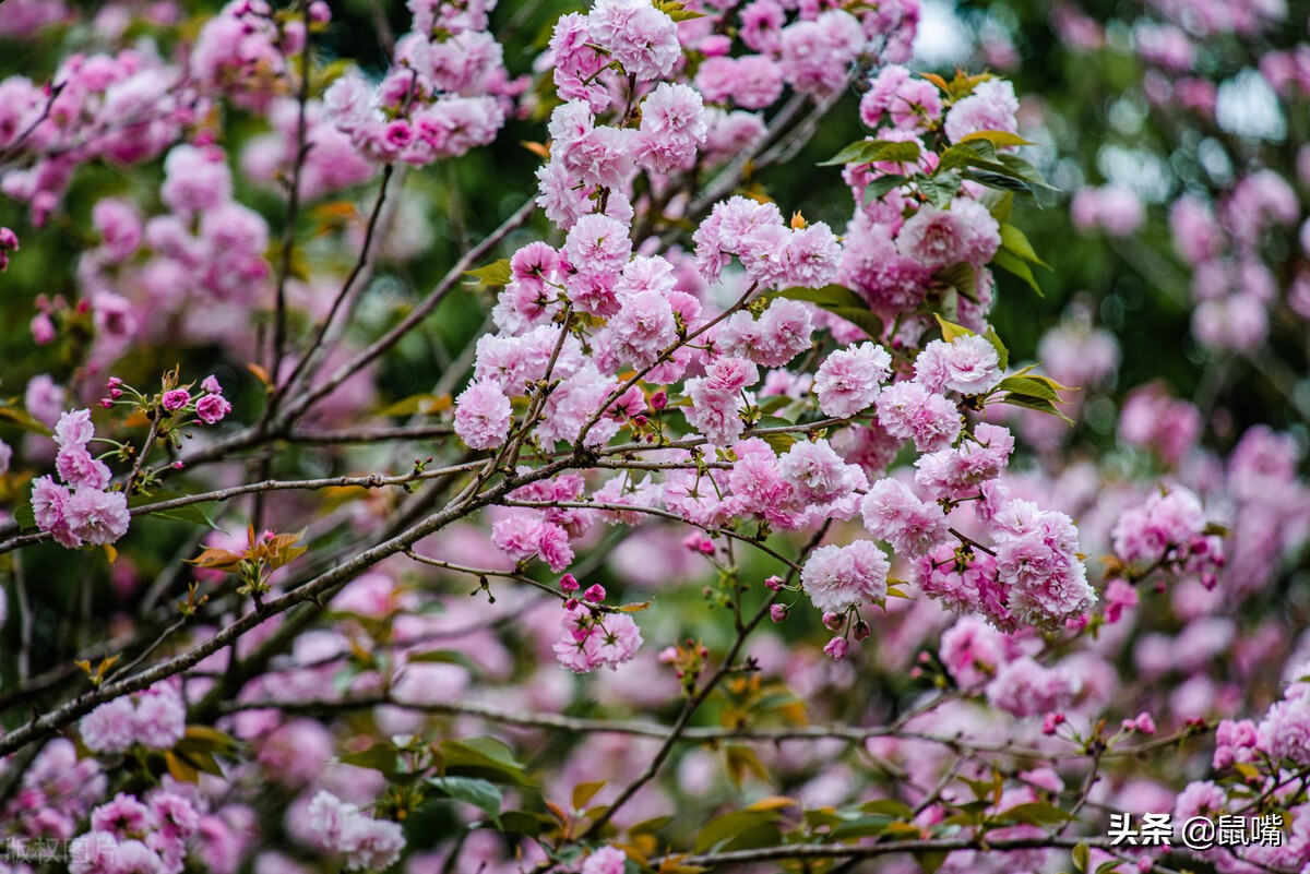 世说新语原文和译文,世说新语原文及翻译陈太丘与友期