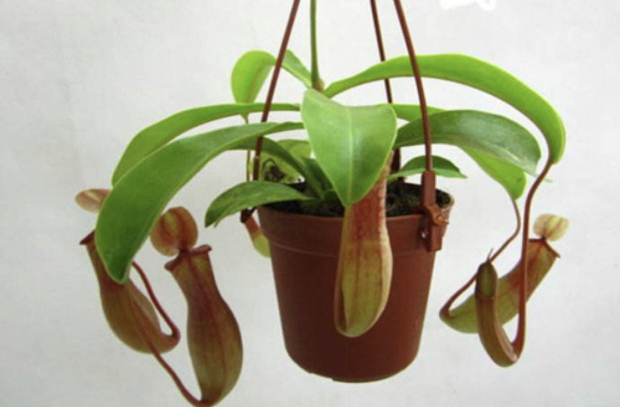 什么植物可以驱蚊最好,哪些植物驱蚊效果最好