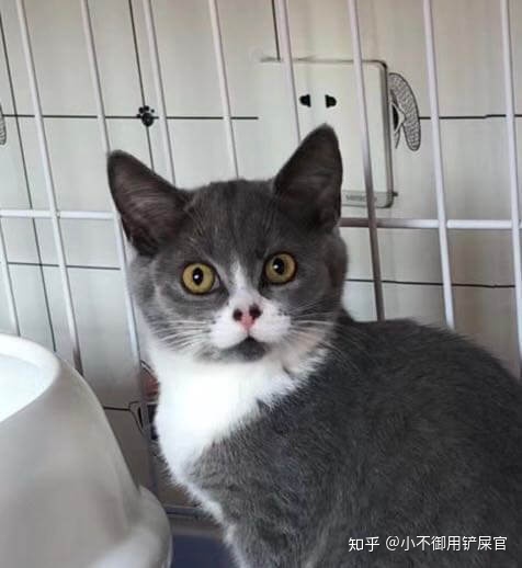 猫舍没卖出去的猫,猫舍没卖完