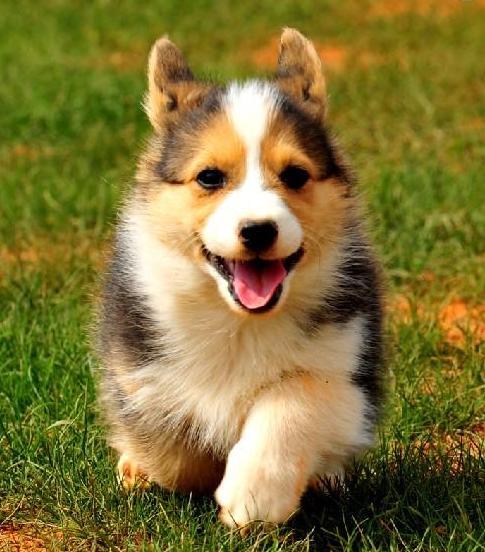 世界最聪明的狗狗排名,世界猛犬排名前十的狗狗品种