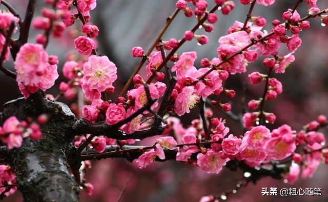 历史文化名城梅州,梅州文化名城