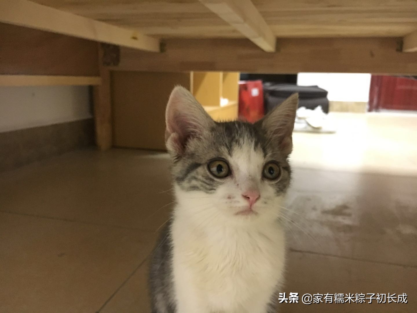 猫咪猫癣为什么反反复复,猫咪猫癣越来越多怎么处理