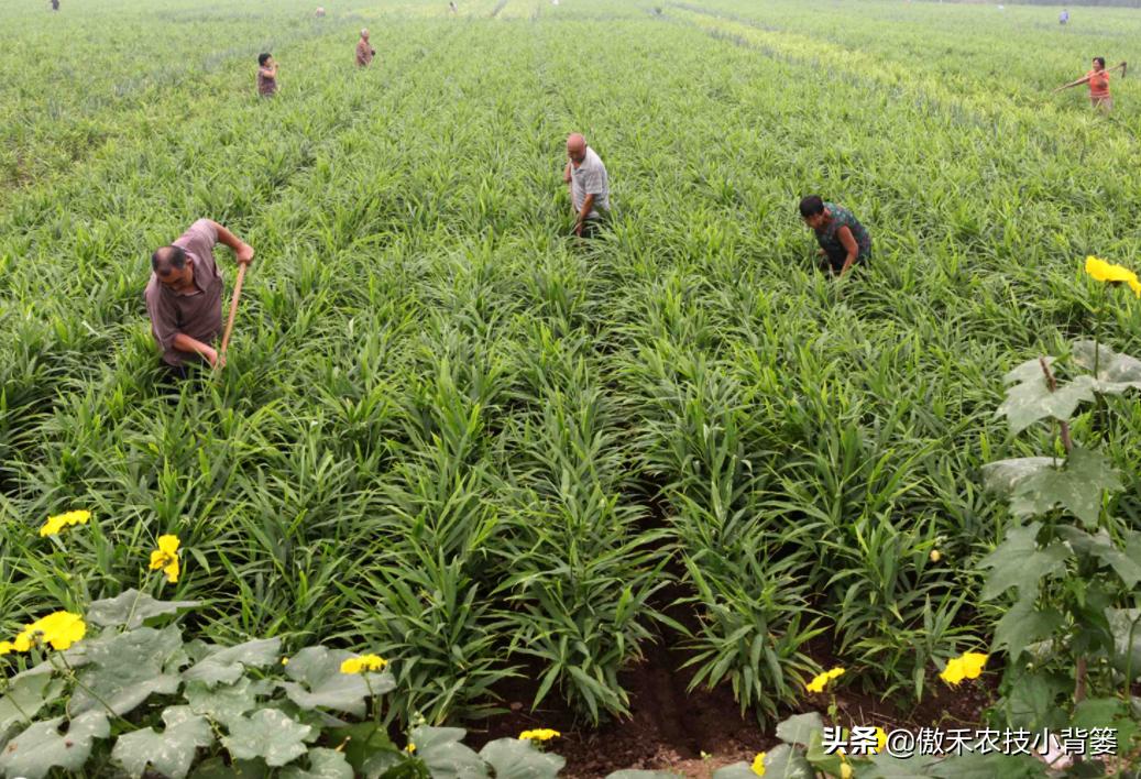 春季怎样种植生姜,春季能种生姜吗