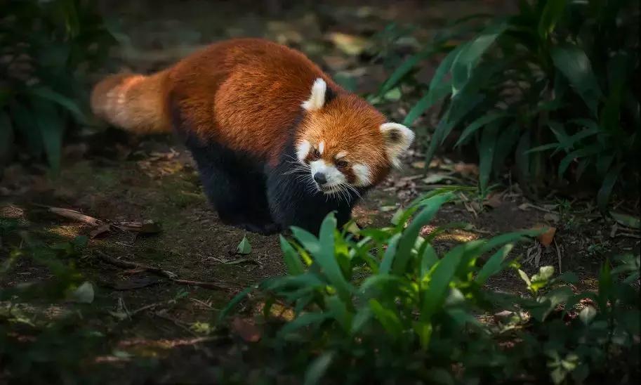 上焦山看云海，奇趣动物之旅，这个地方离成都只有4个小时车程