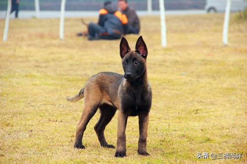 小马犬拉稀能不能喝水,小马犬拉肚子带血能治好吗