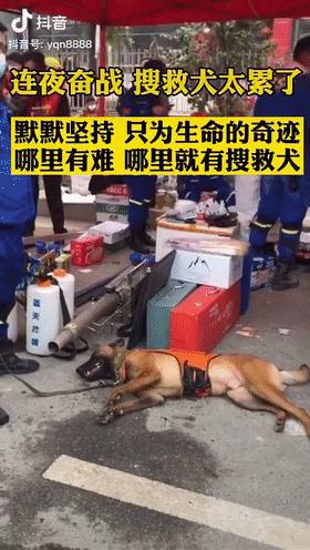 一只叫贝贝的斑点狗,有一只狗叫贝贝视频