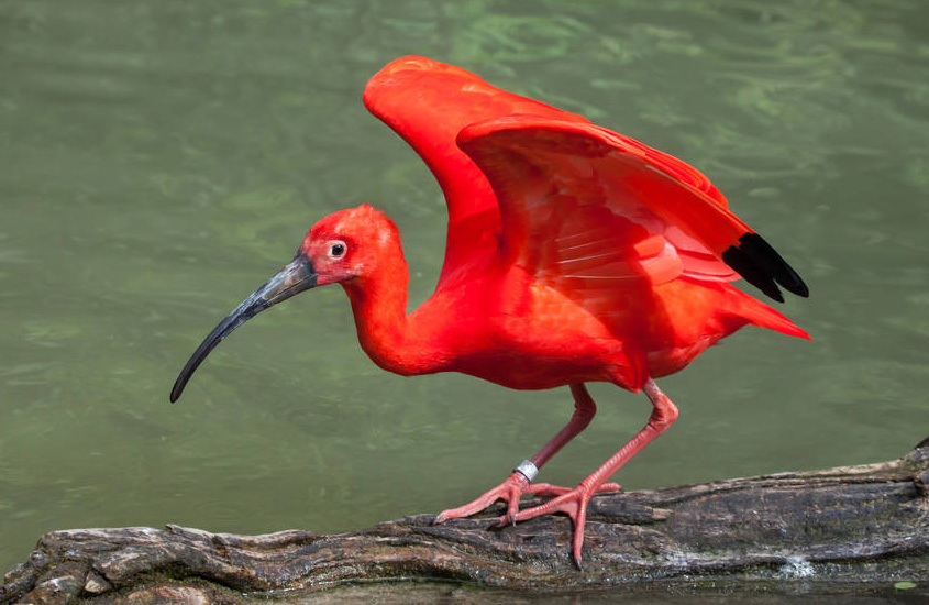 东江揽胜,惠州淡水常见鸟类图谱