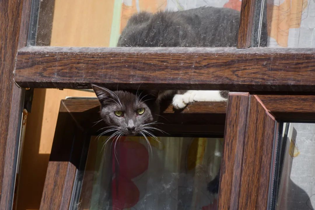 放假了猫咪带不走怎么办,过年了猫带不回去怎么办