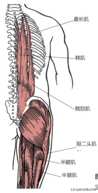 什么是下交叉综合征？下交叉综合症的解剖分析与纠正训练