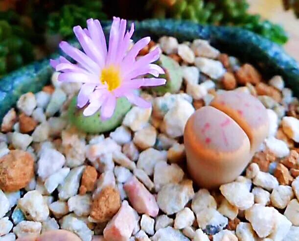 多肉生石花好看视频,多肉生石花开图