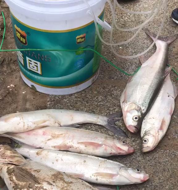 翘嘴泛滥成灾邀请各地钓友,水库开闸放水引来捞鱼大军