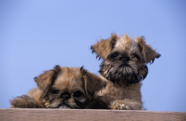 狗狗身上有红点掉毛是什么原因,狗狗身上有红点痒痒是怎么回事