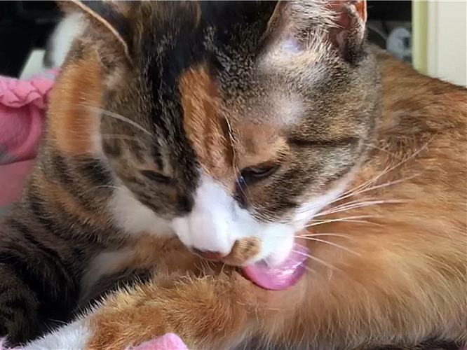 猫咪最近怎么一直舔毛,猫咪为什么开始突然频繁舔毛