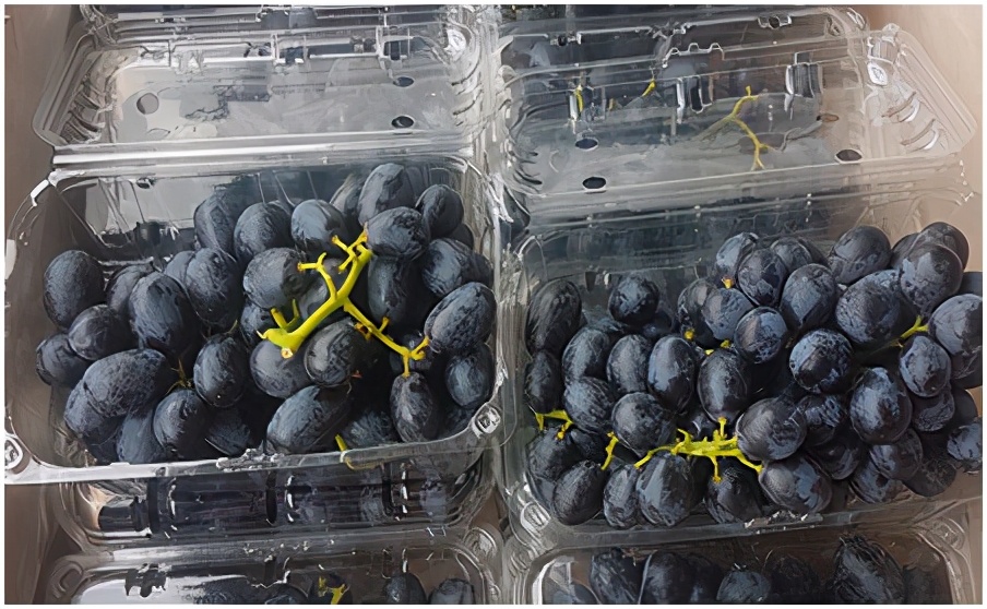 进口提子哪些品种 (进口提子品种及图解)