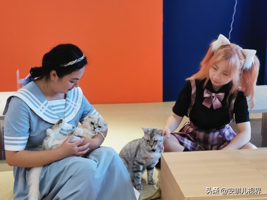 家有爱宠休闲式宠物店撸猫馆,宠物猫舍撸猫馆