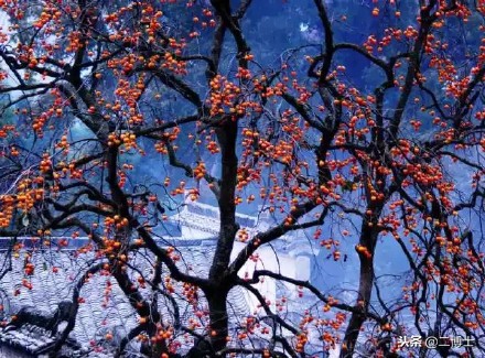 赠人玫瑰，手留余香，农民朋友送出柿子，得到的回报满满