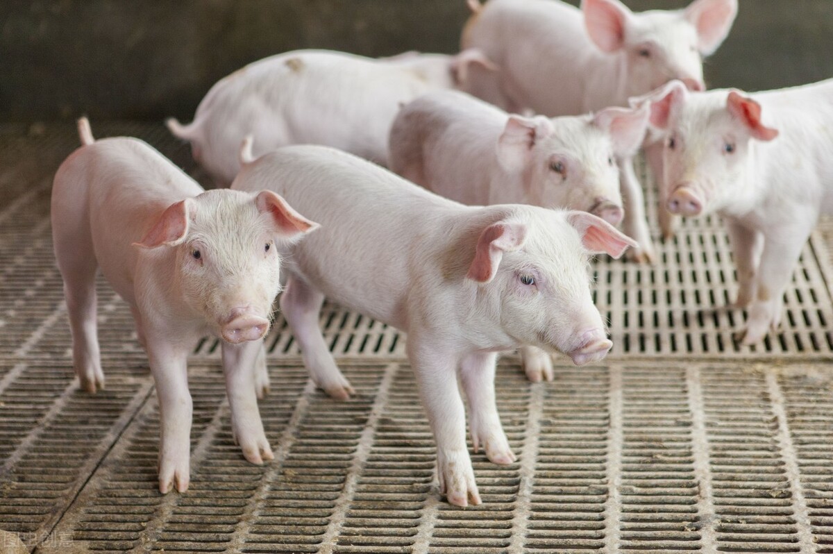 预测2021猪价,2023年到2025年猪价预测