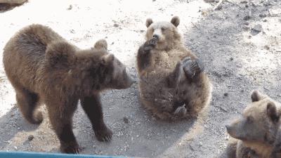 盘点熊的迷惑行为,熊奇怪行为