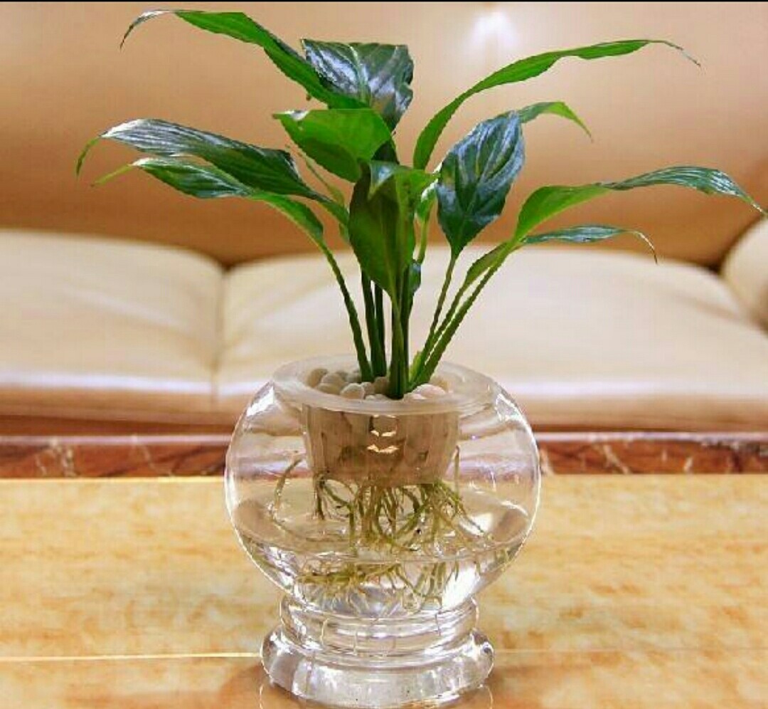 水培养花养鱼新手技巧图解,水培养花知识大全与技巧