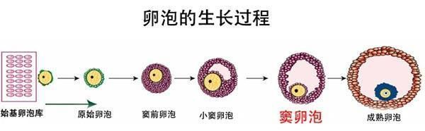 备孕女性如何自测,备孕性激素六项怎么看卵巢功能