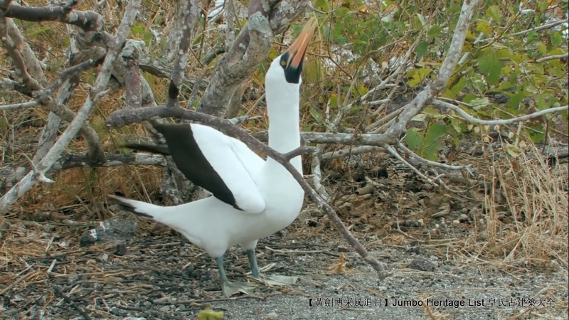 世界上最长寿的象龟多少岁,迄今发现最长寿的龟