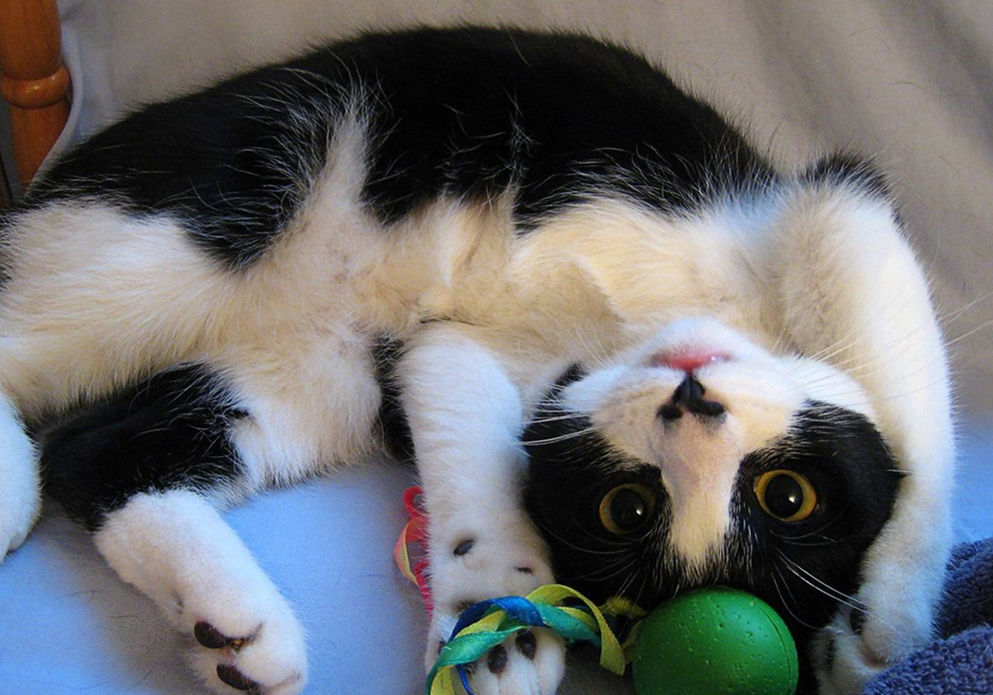 猫咪绝育之后为啥还会乱尿,猫咪绝育之后会不自信吗