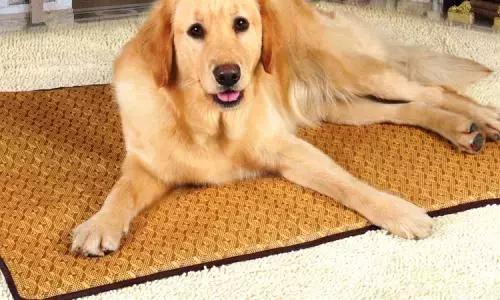 有什么品种狗狗既长不大又不掉毛,建议新手养的10种便宜狗狗不掉毛