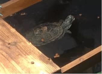 龟怎样才算认可主人,怎么增加和龟的互动性