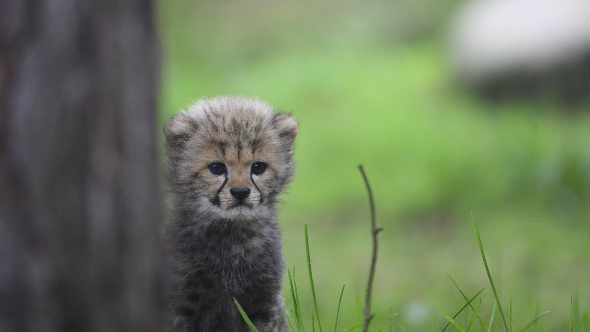 猎豹捕食的时候速度多少,猎豹捕食时的样子