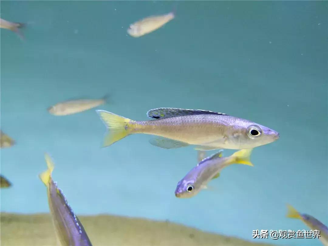 梦想的三湖世界持续建设中……方位:中国天津