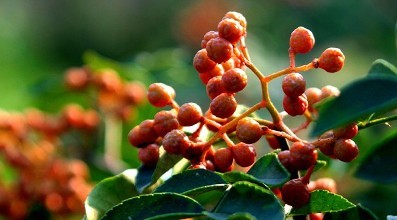 大唐宰相家搜出胡椒，为何要被处以死刑？