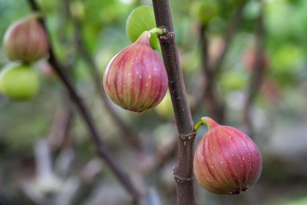院子里栽无花果树有什么讲究吗,无花果树为何不能栽家院子里迷信