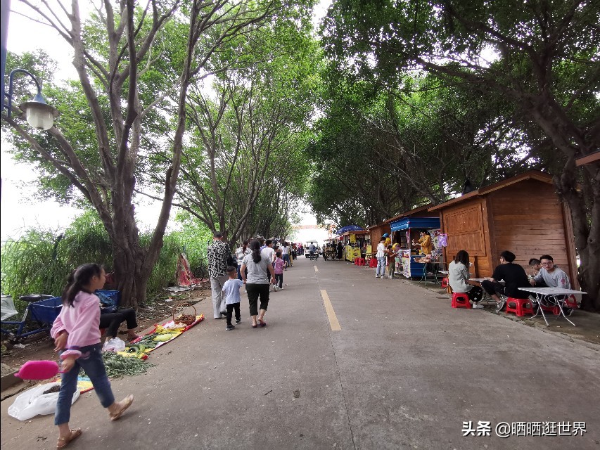 江心孤岛车不上锁,田园牧歌桑基鱼塘,环岛漫游处处花海