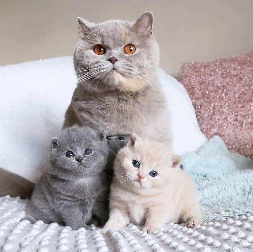 英国短毛猫的优缺点和特点图片,一分钟了解英国短毛猫