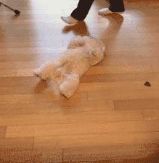 狗狗太粘人怎么办一直叫,狗狗太粘人了怎么办