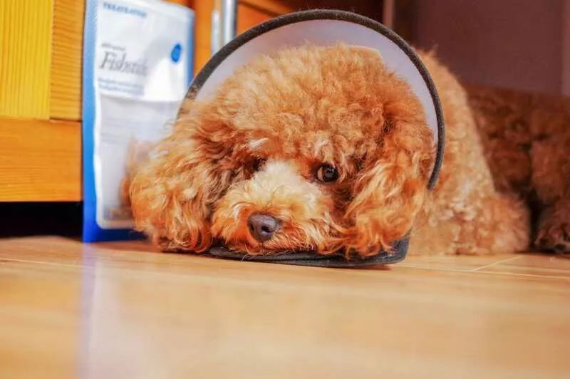 养狗记合集,养狗记28完整版