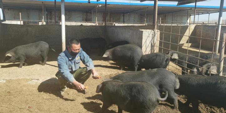 90后回村创业养生态跑山黑猪,退伍老兵回家养猪