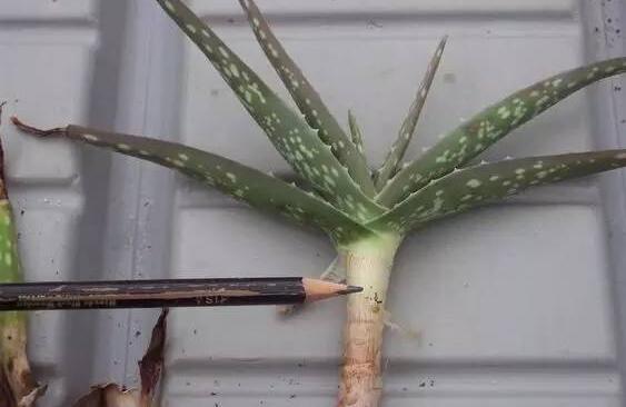 芦荟怎么修剪好看,芦荟怎么修剪啊