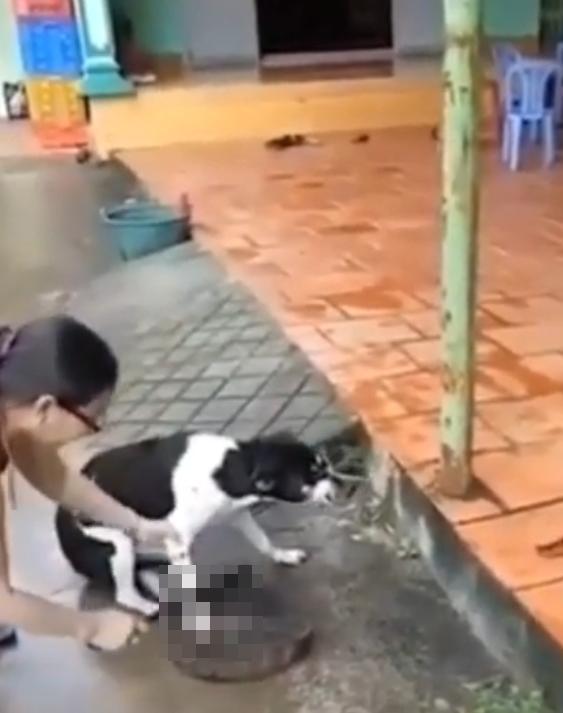 狗狗因为偷吃肉被主人打,越南狗被砍脚事件
