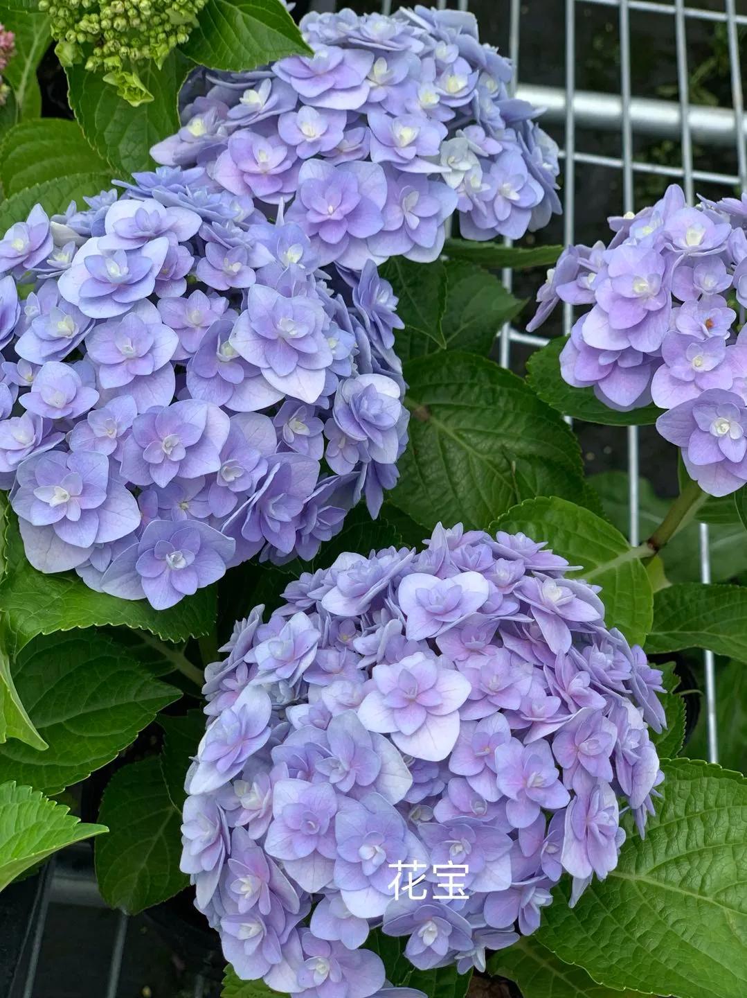 一加仑绣球长几年能长大,绣球扦插苗如何让其快速长大