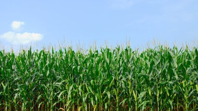 宜君玉米价格,宜君玉米秸秆