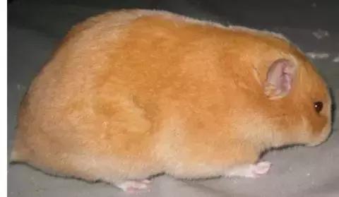 仓鼠的种类习性详细介绍,仓鼠有哪些亚种种类