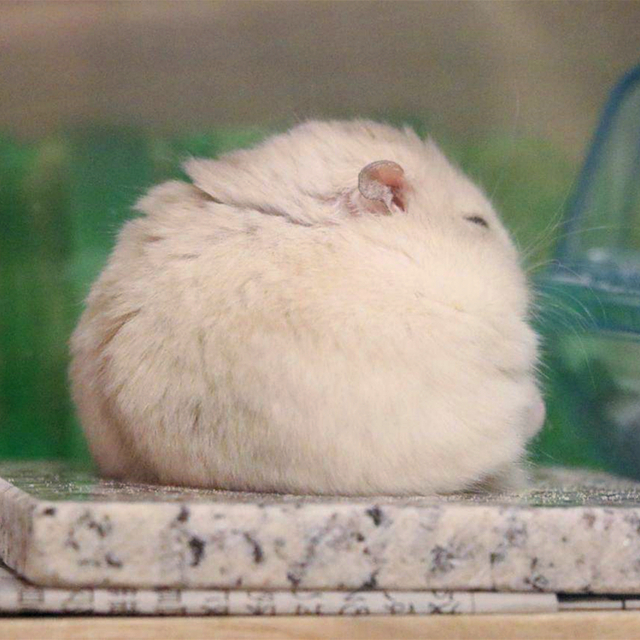 仓鼠夏天如何预防高温天气,仓鼠肚皮湿湿的中暑了怎么办