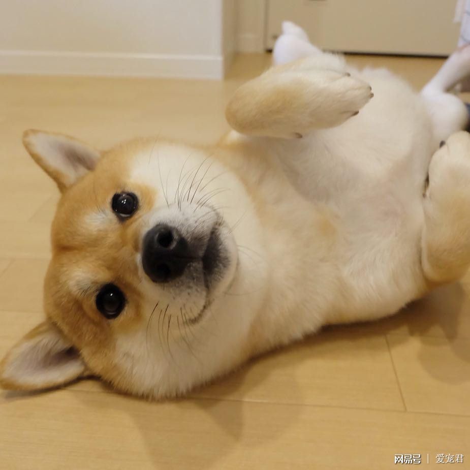 狗狗的健康需要铲屎官怎样来守护,不做铲屎官的后果