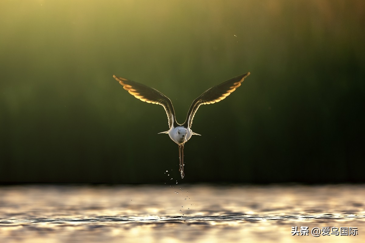 2020观鸟,观鸟大年影片