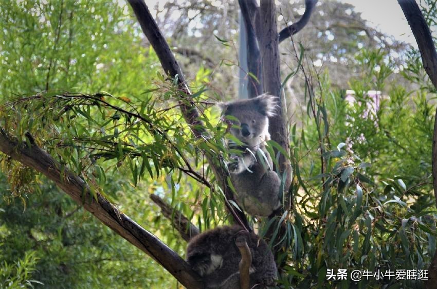 悉尼7日游自由行攻略,澳洲阿德莱德旅游攻略